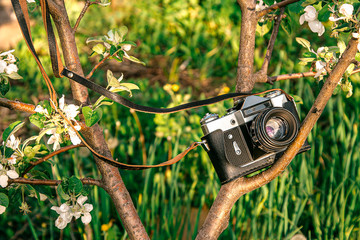 vintage camera on the branches of a spring tree