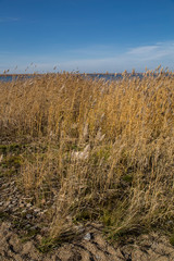 dry reeds by the lake