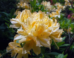 Rhododendron Japanese flowering shrub with yellow flowers