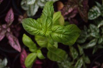 Albahaca Basil cocine