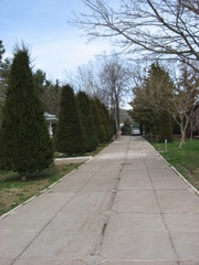 Pine tree, christmas tree,