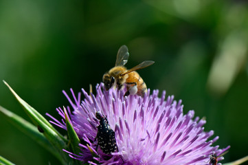 honey bee over a flower
