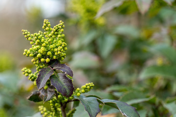 Holly blooms. Young shoots of plants. Spring background.