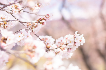 春の女性