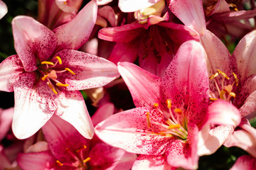 Pink lily flowering in a flowerbed in a country garden