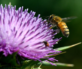 honey bee over a flower