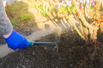 The gardener loosens the soil in the garden. Processing land and care of the flowers and bush. Loosening of the ground by garden rakes. Soft selective focus