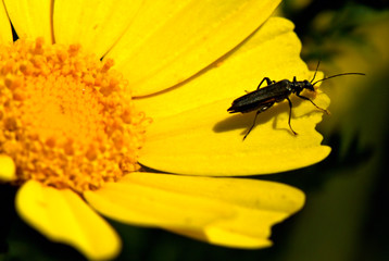 black beetle on a yellow flower petal