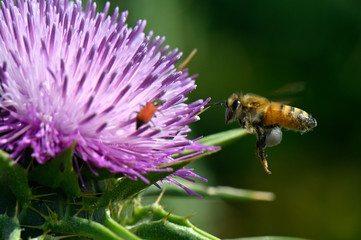honey bee over a flower