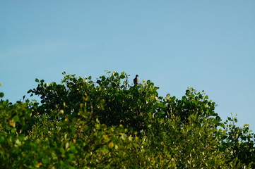 green leaves from shrub plants