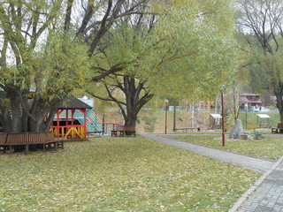 Big salix on water with park's constructions