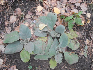 Green plant 