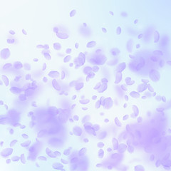 Violet flower petals falling down. Resplendent rom