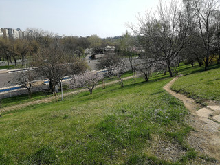 Fototapeta premium path and trees in a park in spring