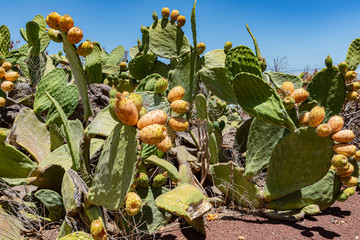Blühende Kakteen auf Teneriffa - Higo Pico - Opuntia ficus-indica - Tunera - chumbera - Kaktusfrucht -  - obrazy, fototapety, plakaty