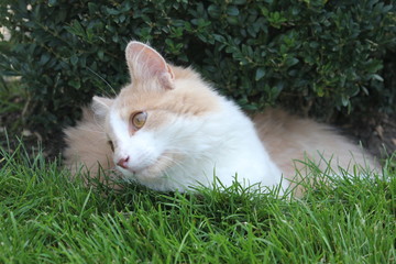 white cat in the grass
