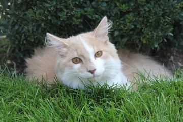 cat on green grass