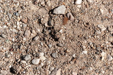ant between stones - Eine Ameise läuft über den sandigen Boden.