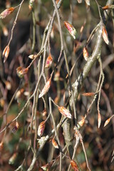 Purple common beech tree hanging spring branches buds 