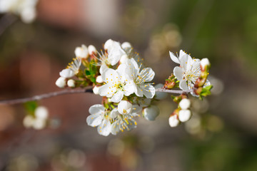 Gałązka drzewa wiśni z wiosennymi kwiatami w rozkwicie