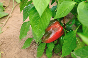 Sweet red pepper grows on the garden of the farm. A bush with green leaves. Healthy food.