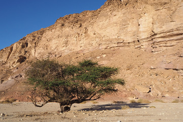 The high sandstone rock and the one green tree in the desert and the blue sky 