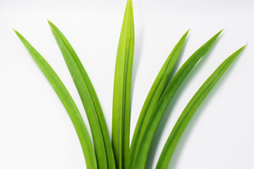 Pandan leaf