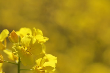 菜の花