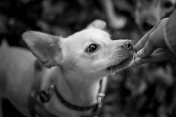 Podenco