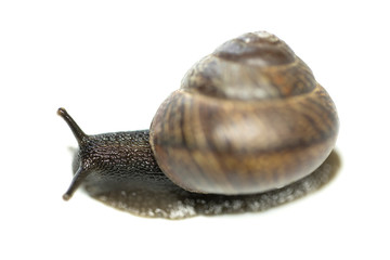 snail isolated on white background