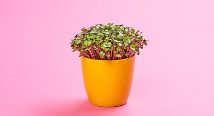 Microgreens cabbage sprouts in pot on pink background. Minimal design. Vegan micro kohlrabi cabbage green shoots. Growing healthy eating concept. Sprouted seeds, microgreens
