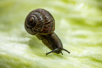 a snail crawls on a lettuce leaf 