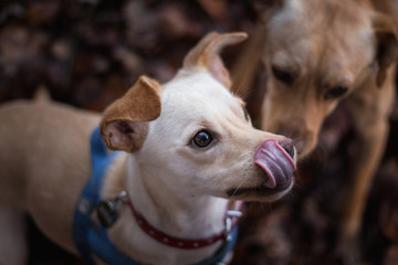 Podenco