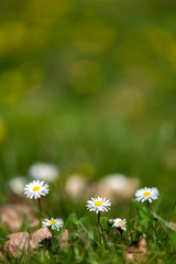 blossom daisy flowers background