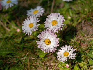 Summer floral background of nature-the flowers of Bellis perennis.