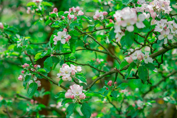 apple tree blossom