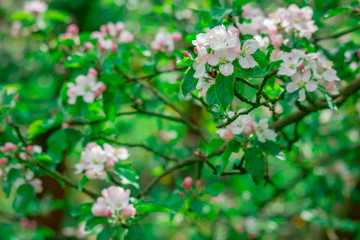 apple tree blossom