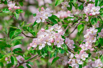 apple tree blossom
