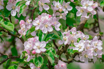 apple tree blossom