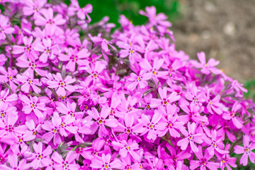 purple flowers in the garden