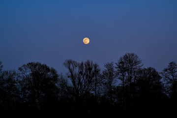 yellow full moon in the blue night sky behind a row of silhouettes of trees without leaves in a clear winter night 