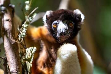 A Sifaka lemur that has made itself comfortable in the treetop