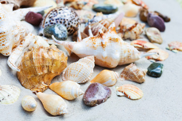 Seashells, sea stars, coral and stones on the sand, summer beach background travel concept with copy space for text.