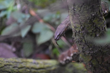 Snake on a tree with tongue out 