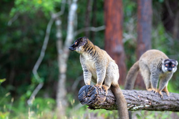 Lemurs on a log hanging over the water