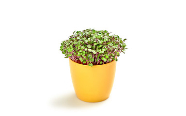 Fototapeta premium Microgreens cabbage sprouts in pot isolated on white background. Vegan micro kohlrabi cabbage green shoots. Growing healthy eating concept. Sprouted seeds, microgreens, minimal design