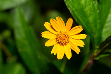 Exotic flowers of the island of Madagascar