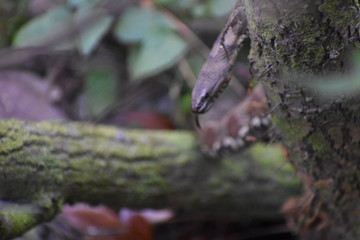 Naklejka na ściany i meble Snake on a tree with tongue out