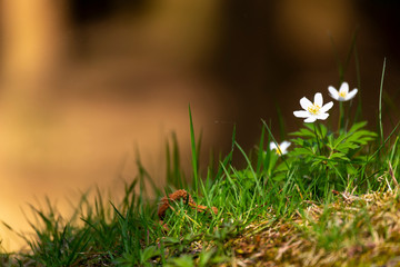 White anemone early spring flowers