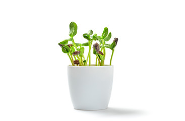 Microgreens sprouts in pot isolated on white background. Vegan micro sunflower greens shoots. Growing healthy eating concept. Sprouted sunflower seeds, microgreens, minimal design